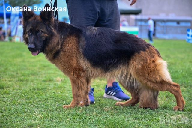 Немска овчарка, снимка 3 - Немска овчарка - 52953925