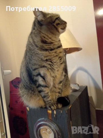 Хорни с Fostex FE 108 EZ 4" Full Range Sigma Series, снимка 15 - Тонколони - 53315721