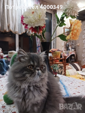 Продавам персийско женско коте