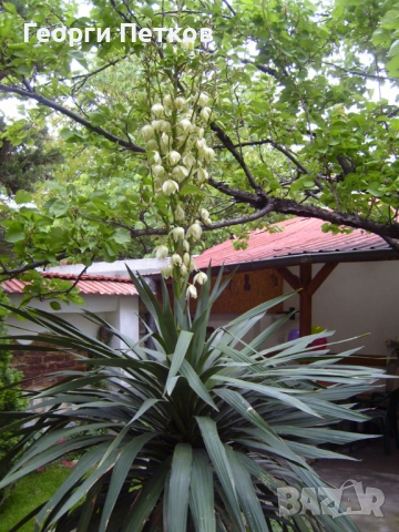Юка/Столетник, снимка 3 - Градински цветя и растения - 51857643
