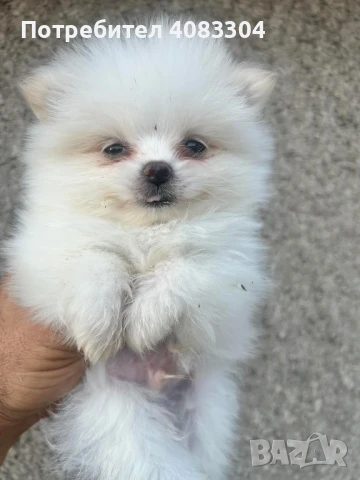 Померан шпиц, снимка 1