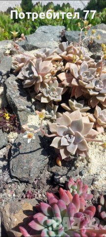 Няколко вида студоустойчиви кактуси и сукуленти, снимка 12 - Градински цветя и растения - 37368313