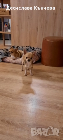 Мини чихуахуа момче, снимка 5 - Чихуахуа - 52434803