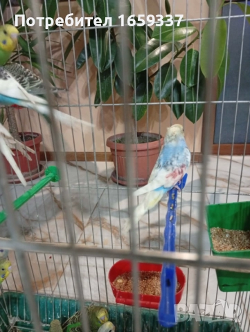 Млади Вълнисти папагали , снимка 3 - Папагали - 52690304