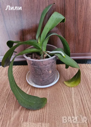 Орхидея фаленопсис бяла, снимка 1