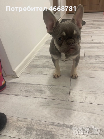 Френски булдог, снимка 4 - Френски булдог - 52800948