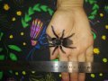 Тарантла tarantula , снимка 9