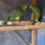 продавам червено крили папагали, снимка 4