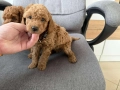 Мини пудели Актуално от 5.12.2025, снимка 2