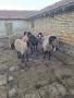 Продавам 30 бр плевенски черноглави овце , снимка 8