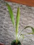 Финикова палма, снимка 1 - Стайни растения - 44115203