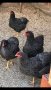 Разплодни яйца от Ивичест Плимутрок , снимка 1 - Кокошки и пуйки - 44010367