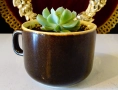 Сукулент Echeveria runionii Topsy Turvy в чаша . , снимка 5