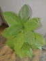 Еуфорбиякаучукова- саксийно растение. , снимка 3