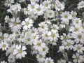 РОЖЕЦ, снимка 1 - Градински цветя и растения - 39787827