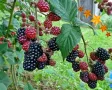 Висококачествени нови семена от хранителна Къпина без бодли Rubus rusticanus 50+ семена антиоксидант, снимка 2
