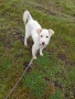 Подарявам бяло кученце, снимка 3