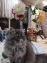 Продавам персийско женско коте, снимка 1