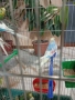 Млади Вълнисти папагали , снимка 3