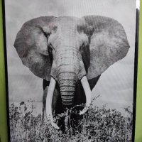 Голяма Картина платно Слон , снимка 1 - Картини - 39947893