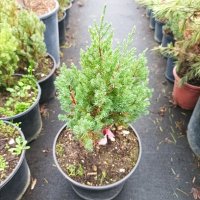 Хвойна Стрикта, Juniperus Stricta!!!, снимка 3 - Градински цветя и растения - 39272499