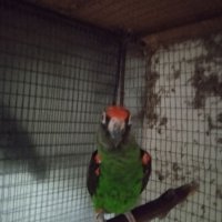 Конгоански папагал жардина, снимка 1 - Папагали - 38363904