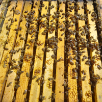 Пчелни отводки, снимка 1 - За пчели - 44696411
