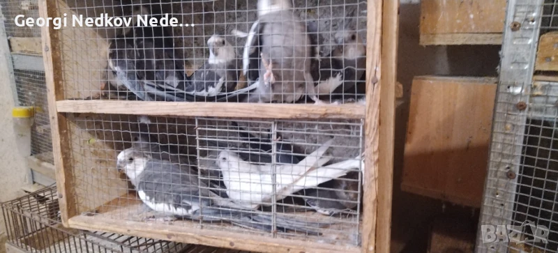 Продавам корели, снимка 1