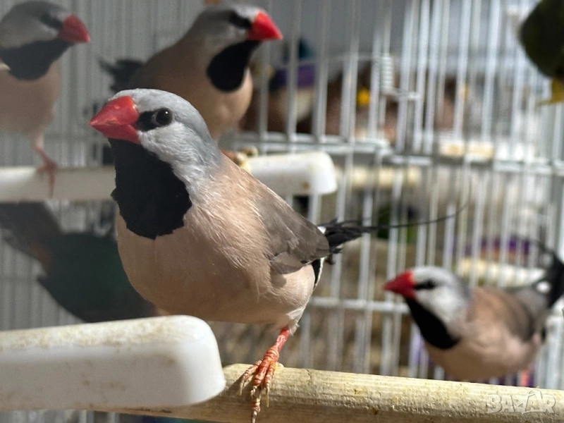 Продавам Остроопашати Амадини , снимка 1