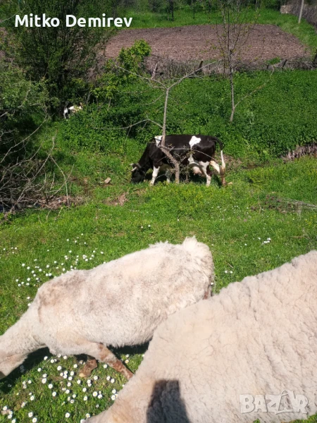 Продавам три крави 10 овце с 8 агнета и 6 кози с яретата, снимка 1