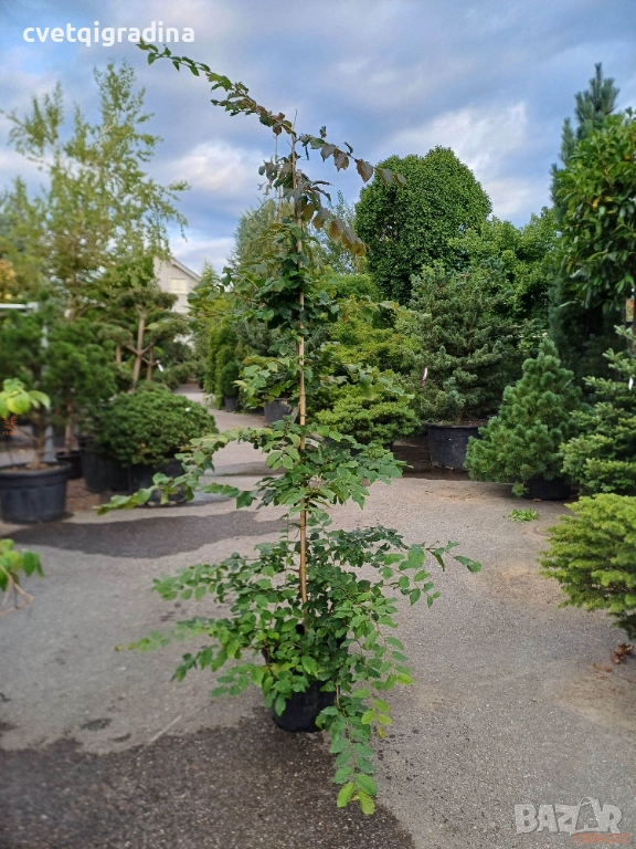 Parrotia persica – Персийско желязно дърво, снимка 1