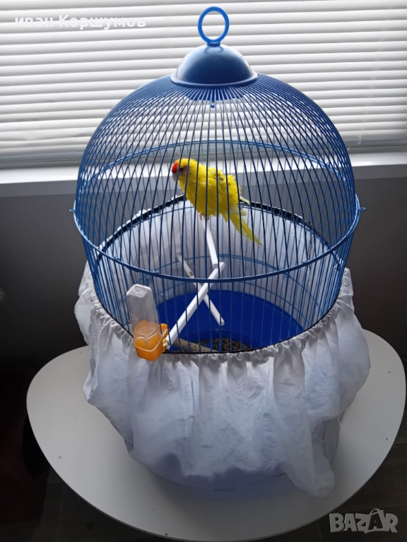 Голям папагал с клетката 60 лв, снимка 1