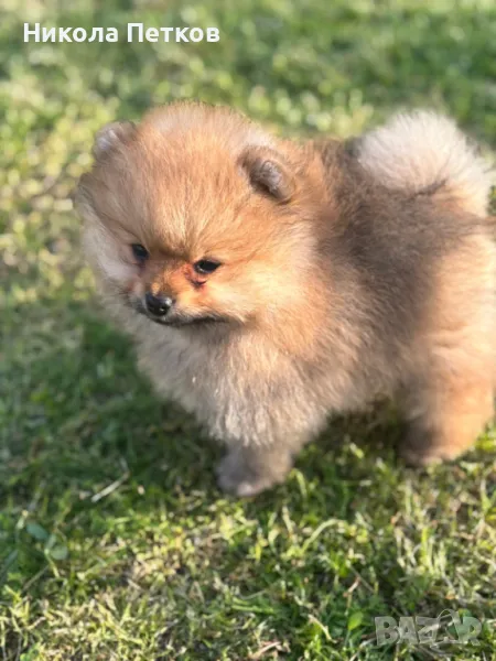 Померанчета мини, снимка 1