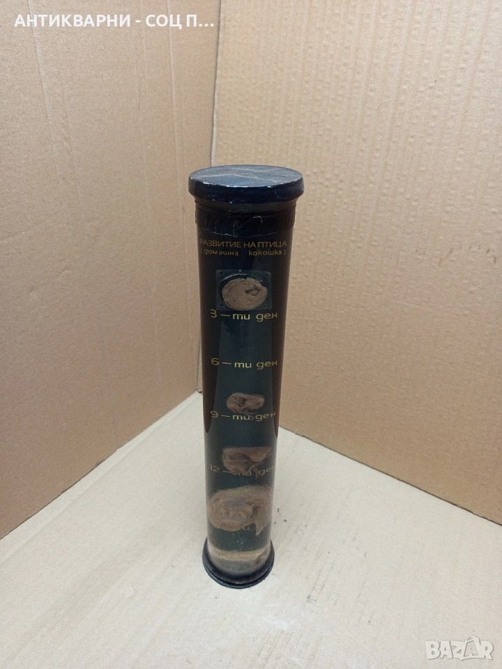 Стар Образователен Модел Ембрионалното Развитие На Домашна Птица. , снимка 1