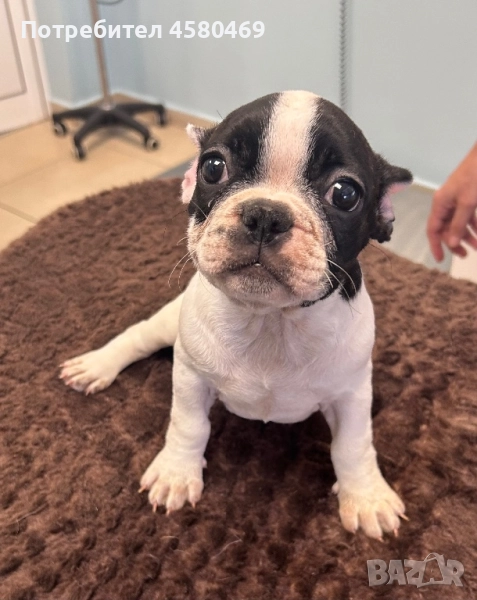 Френски булдог, снимка 1