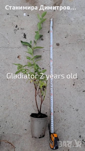 Разсад боровинки , снимка 1