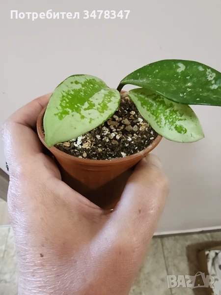 Хоя 074, снимка 1