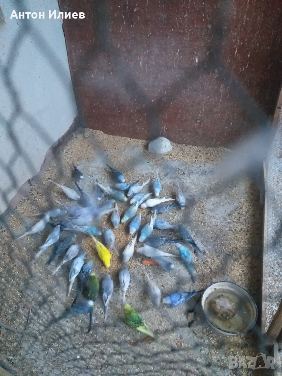 Вълнисти папагали , снимка 1