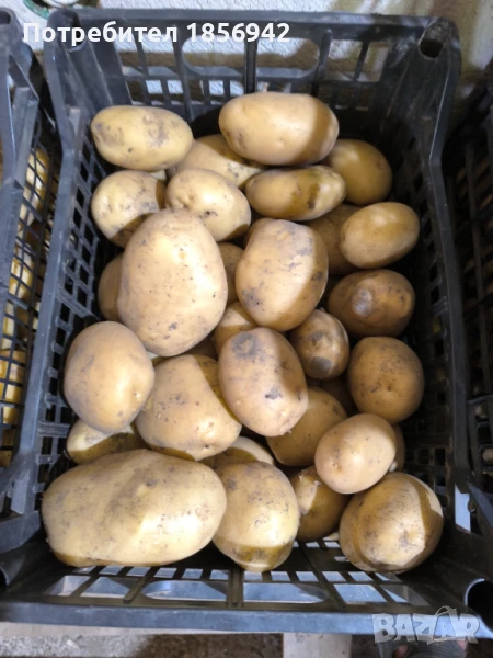 Пресни картофи, снимка 1