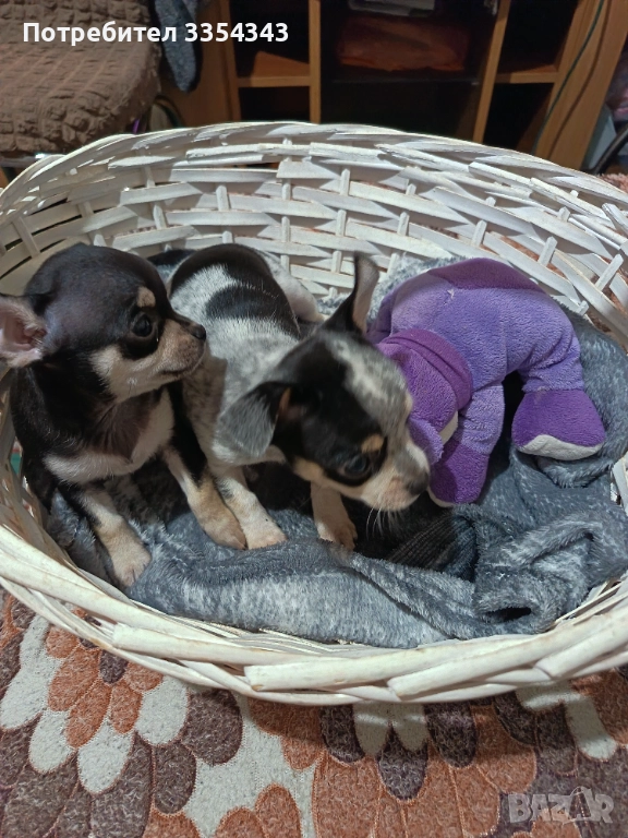 Чихо пинчери родени са 23.11.25, снимка 1