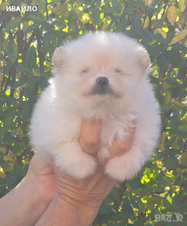 Померан Момиченце, снимка 1