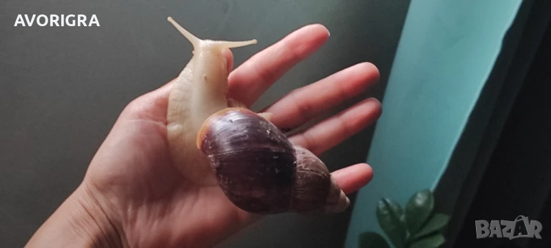 Африкански охлюви гигант, снимка 1