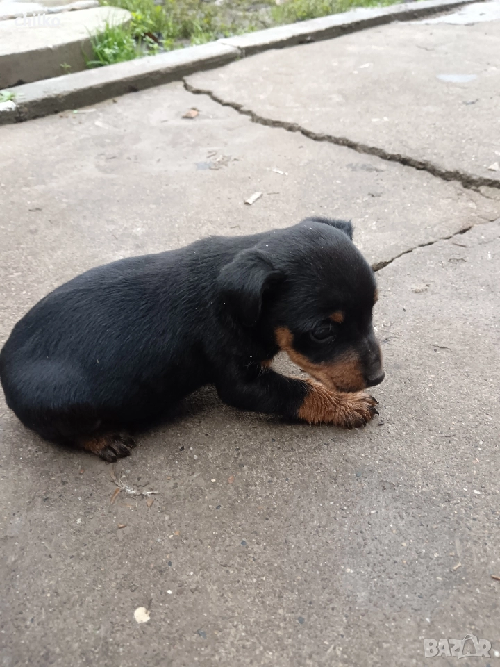 ягдтериер, снимка 1