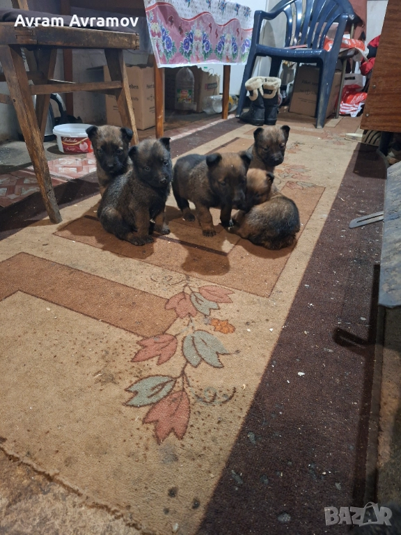 Белгииска овчарка малиноа, снимка 1