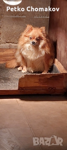 померан, снимка 7 - Померан - 52593351