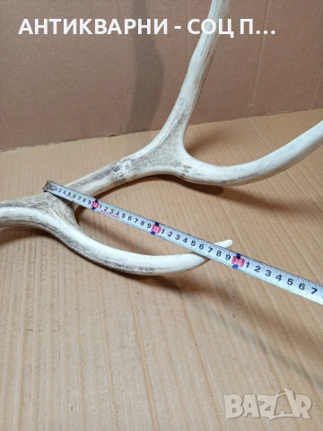 Стар Голям Единичен Еленски Рог Рога Тегло 1.450кг. НОМЕР 721., снимка 13 - Антикварни и старинни предмети - 53528348