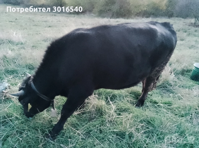 теле за продан, снимка 2 - Крави - 52514922