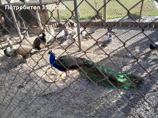 Продавам Пауни, снимка 2 - други­ - 53164634