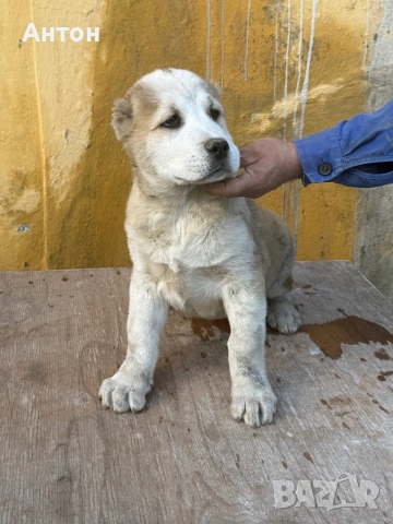 Алабай (Средно Азиатска овчарка), снимка 4 - Алабай - 52940508