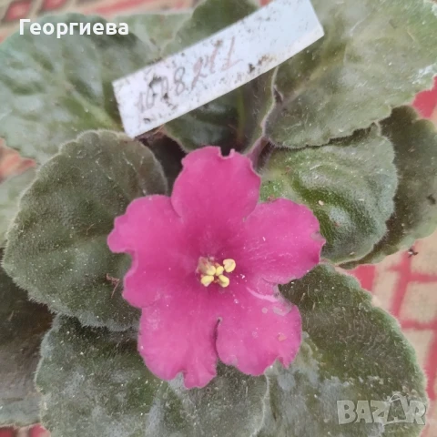 Сентполия, теменужка , снимка 4 - Стайни растения - 43526396